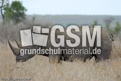 Breitmaulnashorn (11 von 28).jpg